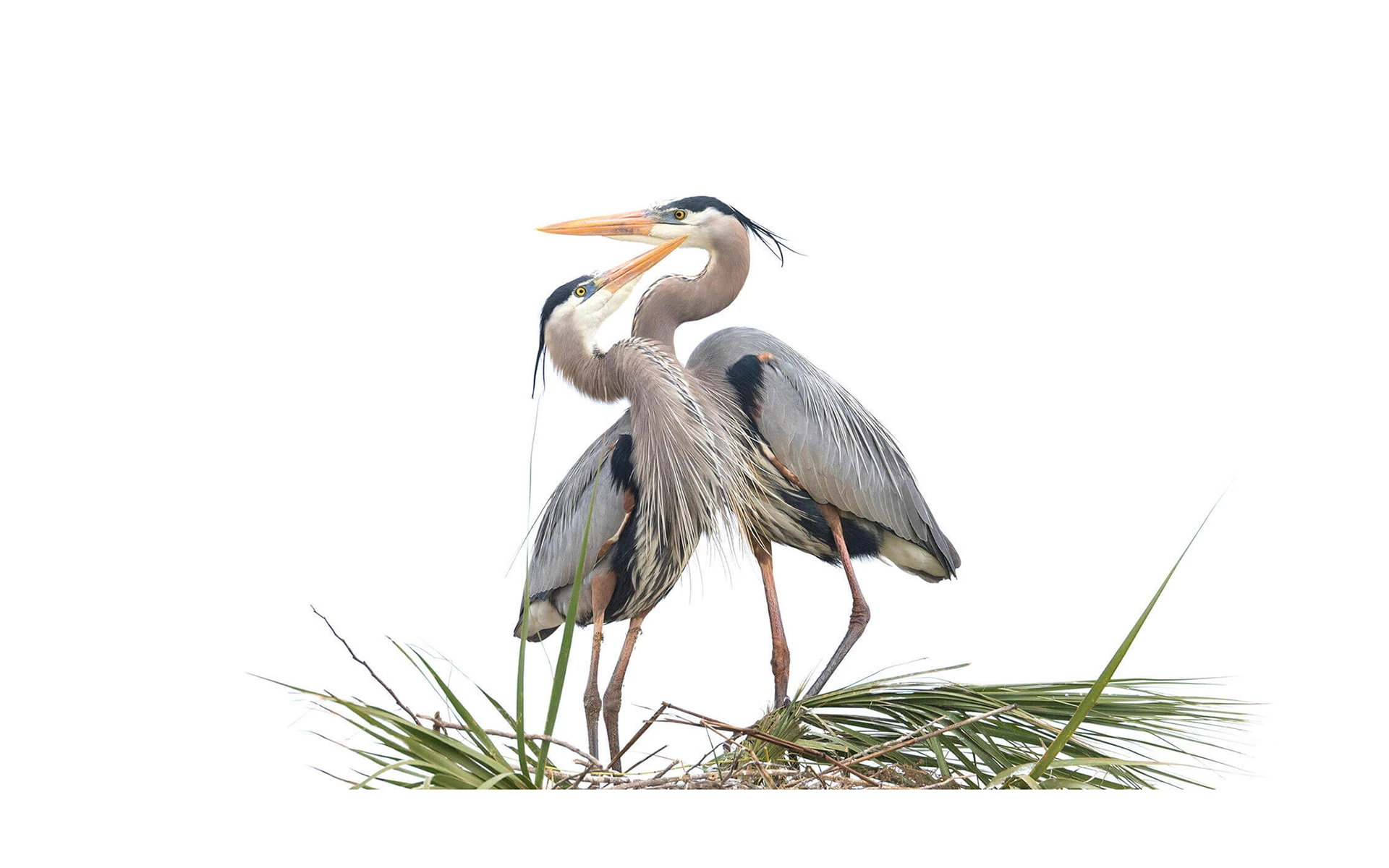 Ardea heron